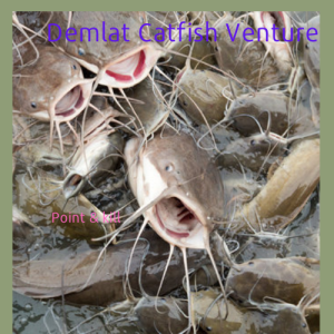 fresh cat fish